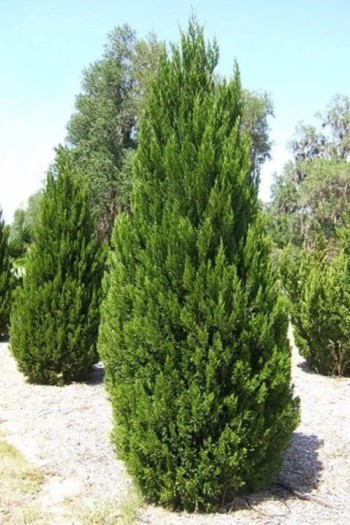 Ялівець китайський Монарх | Juniperus chinensis Monarch | Можжевельник китайский Монарх